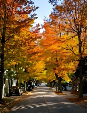 Beautiful residential street lined with vibrant autumn trees in full fall color.