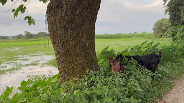 Two goats are eating grass.