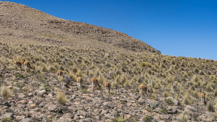 Fototapeta premium Wild lama vicugnas graze on the mountainside. A group of animals is eating grass, tilting their heads. Rear view. A rocky mountain slope against a blue sky. Peru. The Andes.