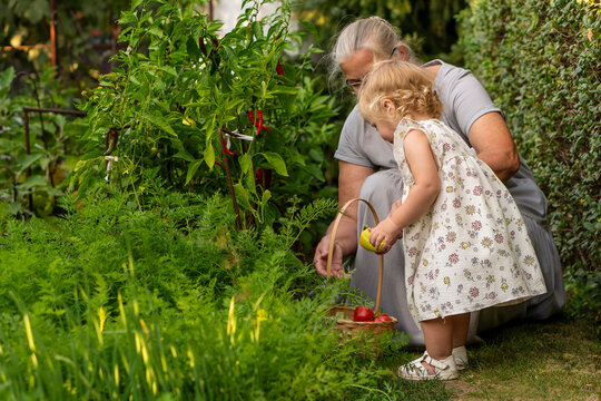 Little Girl Carrying Yellow Pepper Toward Harvest Basket