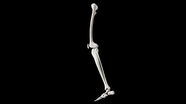 Anatomical Human Leg Skeleton Anatomy Model Rotating