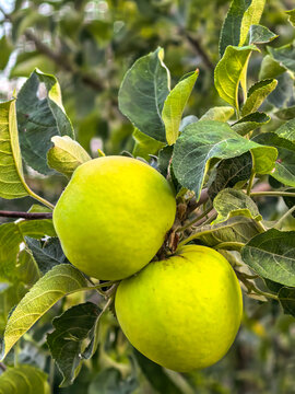 Two Large Green Apples Growing on Tree Branch