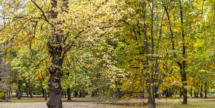 autumn park landscape with colorful trees on cloudy day. panoramic view.