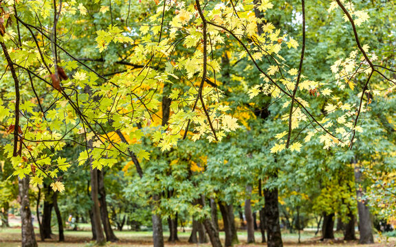 bright yellow maple leaves on tree branches in autumn park.