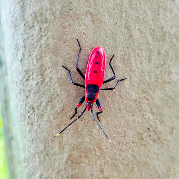 Red cotton stainer bug Antilochus coquebertii on concrete wall.