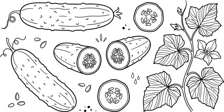 Fresh cucumber outline icon set with whole sliced vegetables plant leaves and flowers hand drawn vector illustration