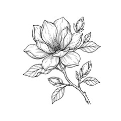Black and white hand drawn magnolia flower sketch with leaves and buds, a beautiful detailed botanical illustration for spring design elements. © Mr WaQaS