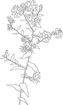 line, plant, flower, wildflower, aster, garden, bloom, floral, nature, blossom, flora, illustration, flowers, pattern, drawing, sketch, decoration