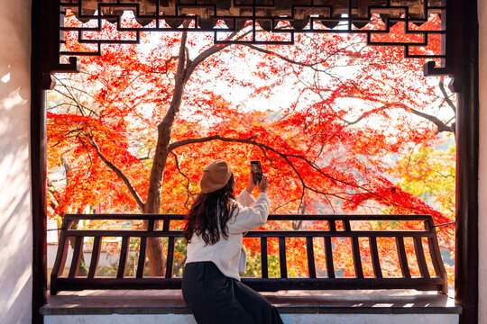 Young female tourist enjoying and taking pictures of the view of red maple leaves during the autumn foliage season at Suzhou, China