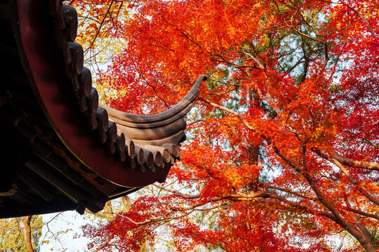 Traditional Chinese-style pavilion with a view of red maple leaves during the autumn foliage season in Suzhou