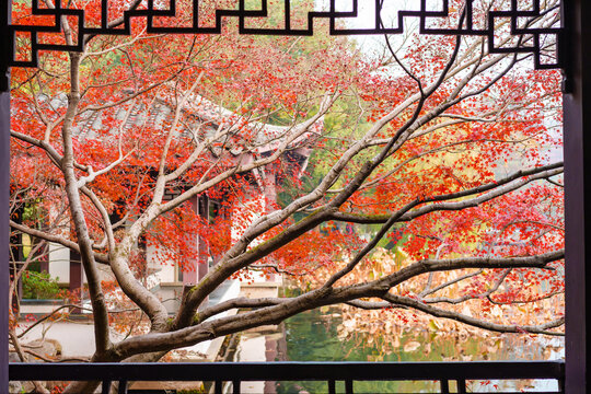 Traditional Chinese-style window with a view of red maple leaves during the autumn foliage season in Hangzhou