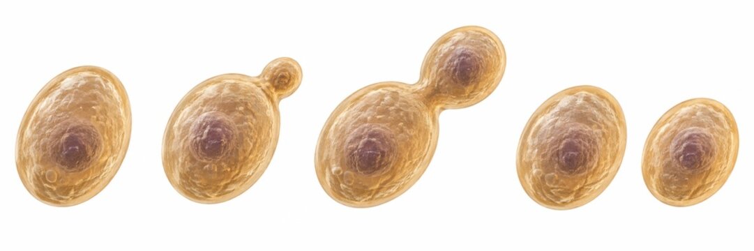 Yeast Cell Budding Stages Sequence