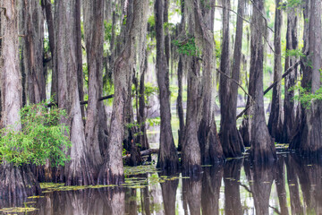 Fototapeta premium Caddo Lake State Park Cypress Trees and Swamp Water in Texas
