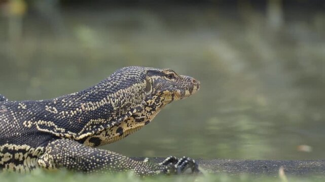 Asian water monitor lizard resting by water edge close up view
