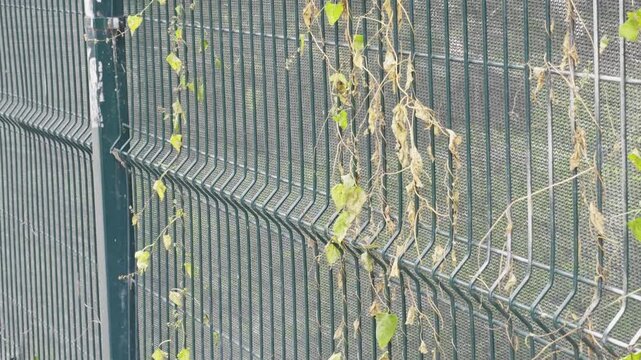 Rustic green fence with dried vines and leaves in the background