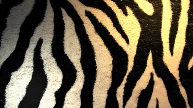 Golden Beige and Black Zebra Stripe Fur Pattern Texture Close Up for Luxury Animal Print Fashion Textile Background Safari Wildlife Pelt Surface and Interior Decor