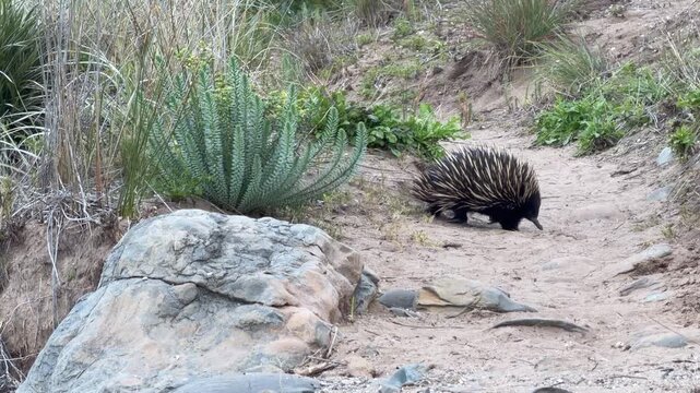 Short beaked echidna (Tachyglossus aculeatus) walking along a sandy track on the Fleurieu Peninsula in South Australia in 4K footage