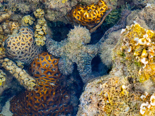 Camouflaged Octopus Resting Among Shallow Reef Corals © YEVGENIY