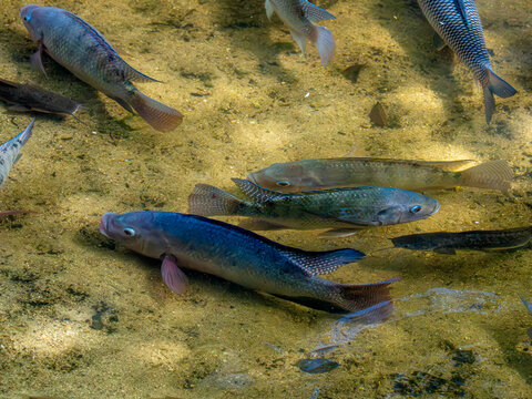 Group of Tilapia Fish Swimming in Shallow Clear Water
