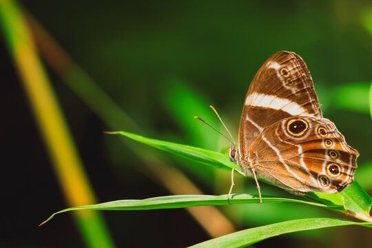 Brown satyr butterfly with intricate eyespots perching on a green leaf