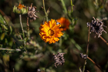 Orange pot marigold (Calendula officinalis) blooming among dry mature seed heads, showing...