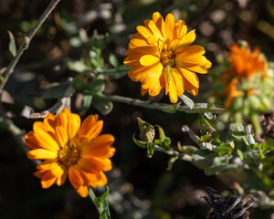 Fototapeta premium Orange pot marigold (Calendula officinalis) flowers in sunlight with a green caterpillar feeding on a bloom, showing plant and insect interaction in a natural garden setting.