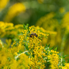 Honey bee (Apis mellifera) collecting nectar and pollen on yellow goldenrod (Solidago), with visible pollen baskets, showing pollination, biodiversity and an important late-season food source. © Marek