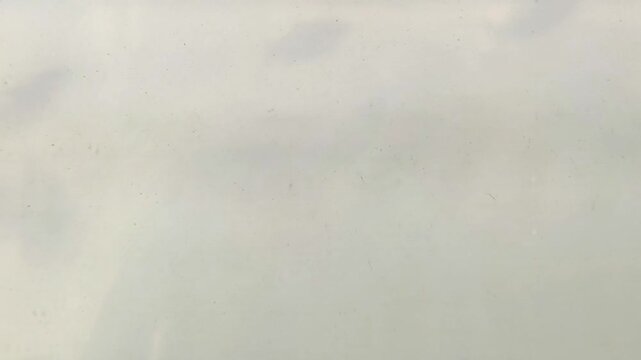 Pink Glofish Swimming in Clear Aquarium
