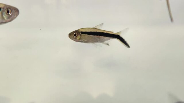 Macro Close-up of Tropical Aquarium Fish Swimming