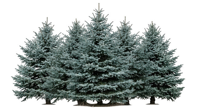Group of blue spruce evergreen trees isolated on transparent background