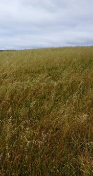 Golden cereal field beneath a cloudy afternoon sky in Cornwall, England, UK. Vertical handheld footage of a rural agricultural landscape.