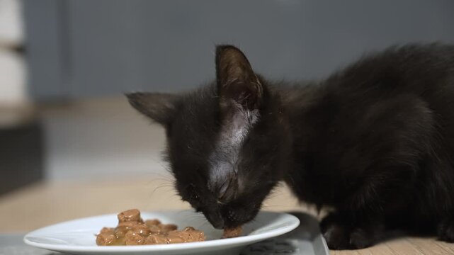 Adorable black kitten with closed eyes savoring its meal, eagerly eating soft food from a white plate indoors. The small feline enjoys a nutritious wet pate, licking the dish with relish