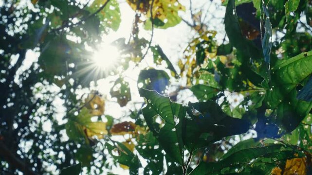Low-angle view of bright golden sunlight filtering and bursting through green forest canopy leaves with a vibrant sunstar lens flare in Chiang Mai, Northern Thailand.