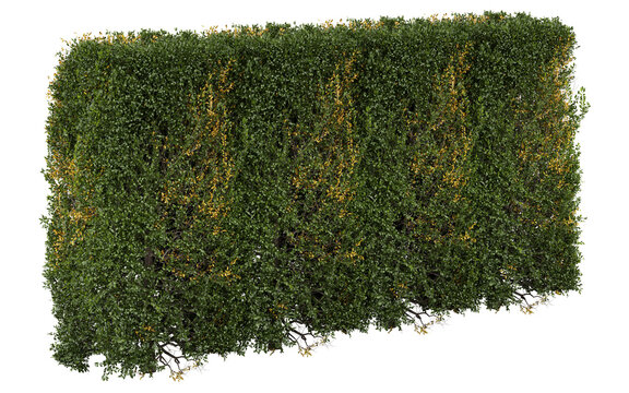 Small-Leaved Hedge Isolated PNG, Dense Rectangular Plant Screen, Transparent Background