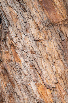 The texture of the bark of an old apple tree
