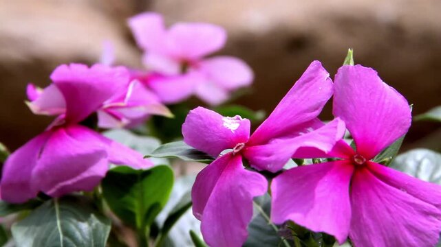 A close-up view of beautiful vibrant pink periwinkle flowers blooming in a natural garden setting with soft green leaves in the background.