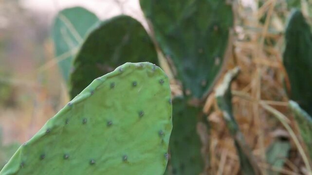 A detailed close-up shot of a green prickly pear cactus pad with visible areoles, set against a soft-focus natural desert background.