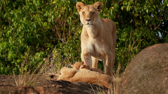 Alert Lioness Standing Guard Over Resting Cubs in Warm Morning Light