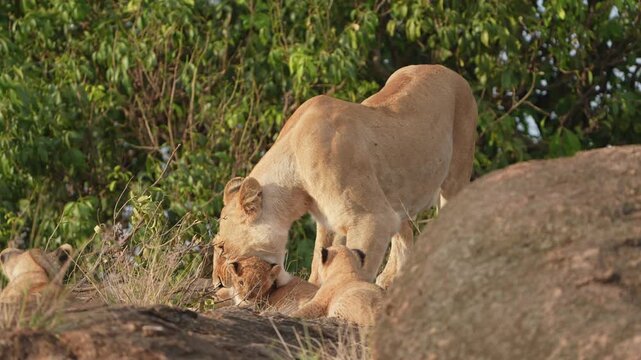 Lioness Holding Her Young Cub and Taking It Away Behind the Rocky Terrain