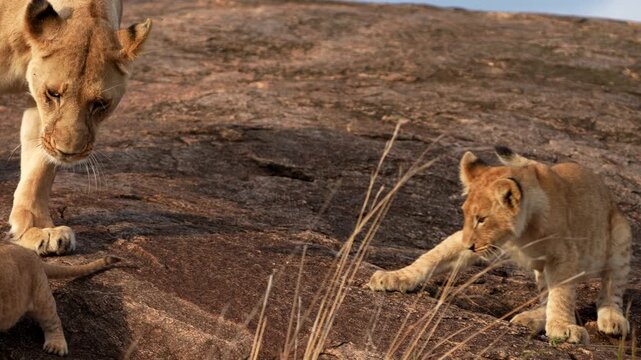 Two Lion Cubs Playing Together as an Older Cub Gently Pulls the Younger One