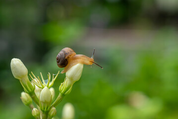 La nature © An