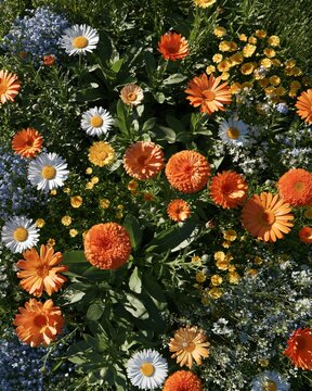 Colorful daisies and wildflowers blooming in a dense garden bed