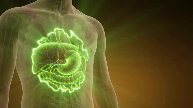 3D medical animation of a human torso showing a highlighted green esophagus within the chest cavity.
