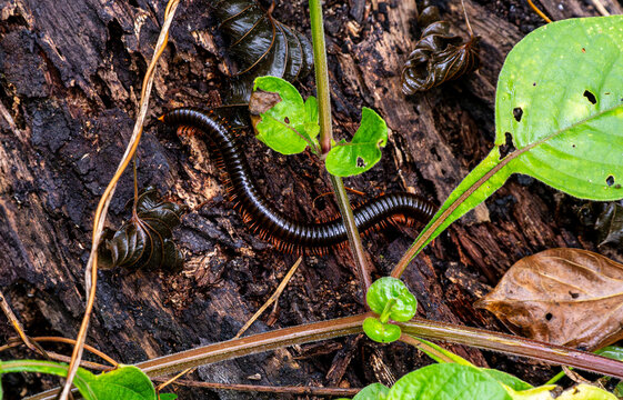 Tropical Millipede on Decaying Wood