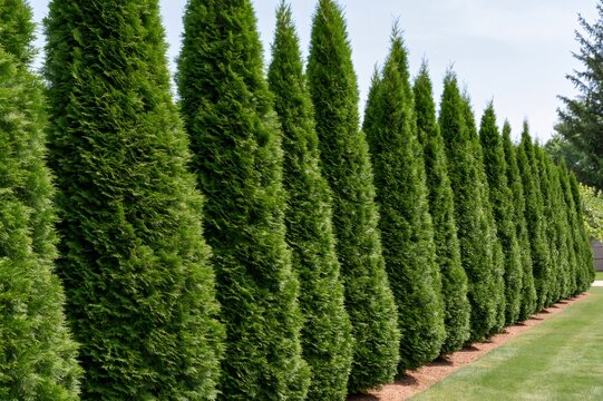 Arborvitae evergreen trees forming natural privacy hedge