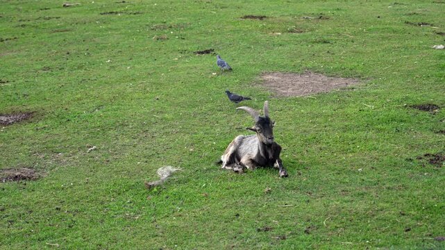 Majestic horned goat resting peacefully on a lush green meadow, calmly ruminating while observing its natural surroundings. A couple of pigeons are walking in the background of the serene scene
