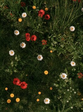 Wildflower meadow with red poppies, white daisies and grasses