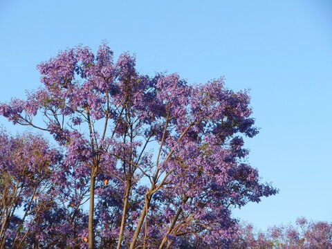 jacaranda tree blooms during spring in Mexico