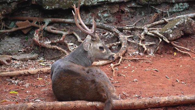 Majestic male deer with antlers resting on reddish earth in a natural environment, showcasing calm wildlife behavior in its habitat during the daytime.