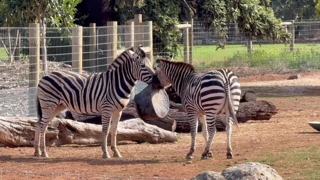 Two zebras playing together and lifting a bucket in enclosure
